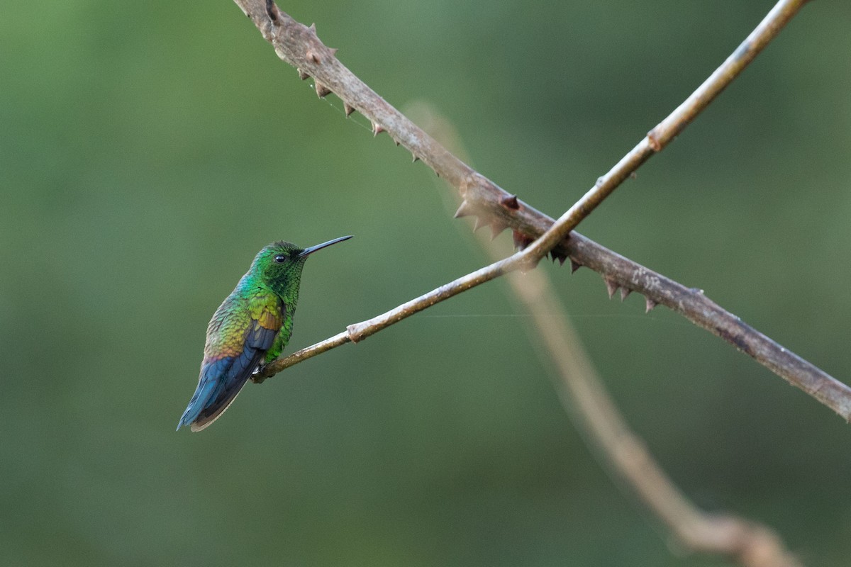 Blue-vented Hummingbird - Benjamin Knes