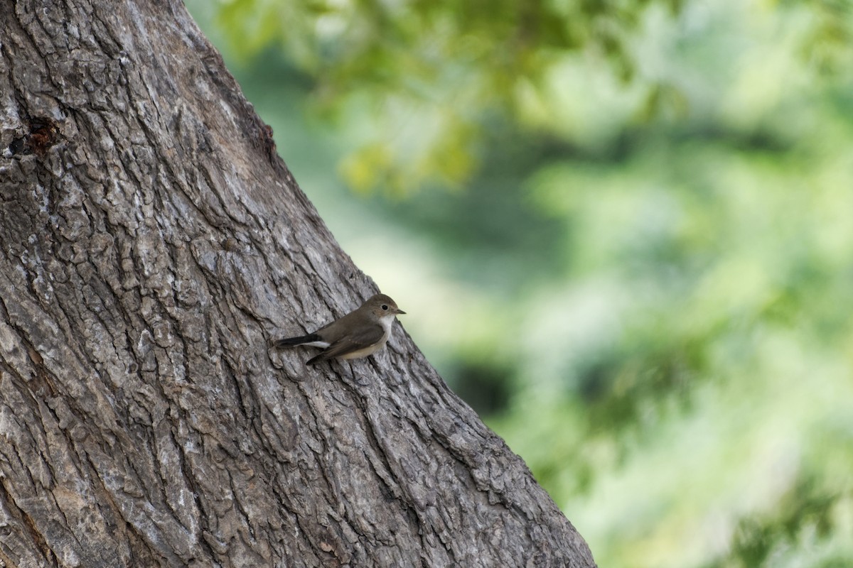 Red-breasted Flycatcher - ML409257931