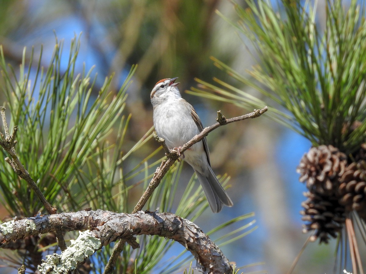 Chipping Sparrow - Reanna Thomas