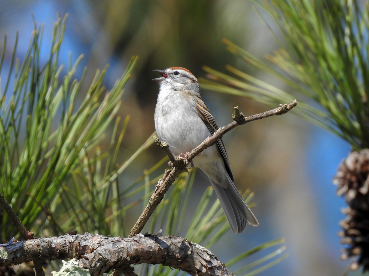 Chipping Sparrow - Reanna Thomas