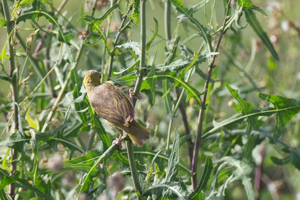 Village Weaver (Black-headed) - ML40925931