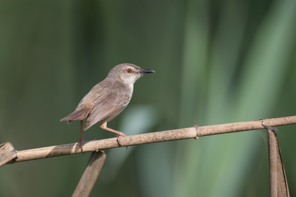 Tawny-flanked Prinia - ML40925971