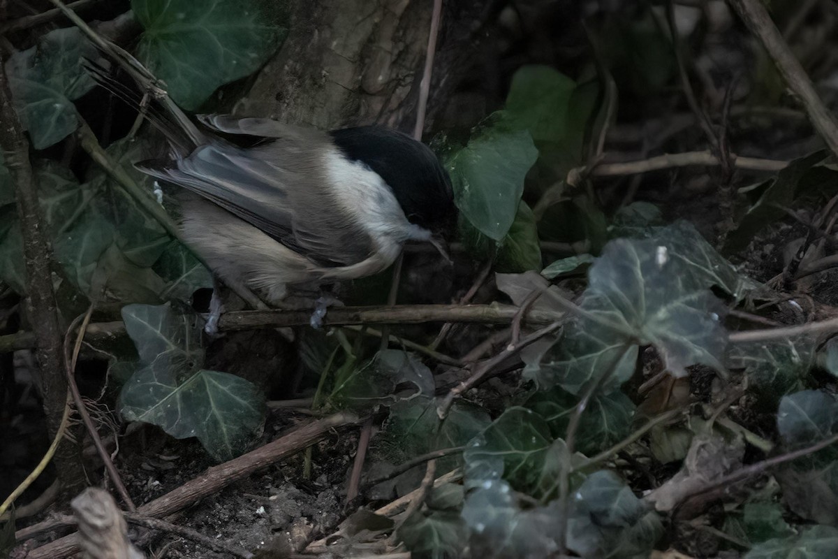 Willow Tit - Holger Schneider