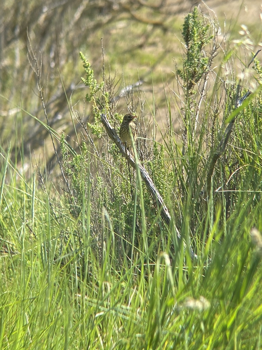 Meadow Pipit - ML409261391