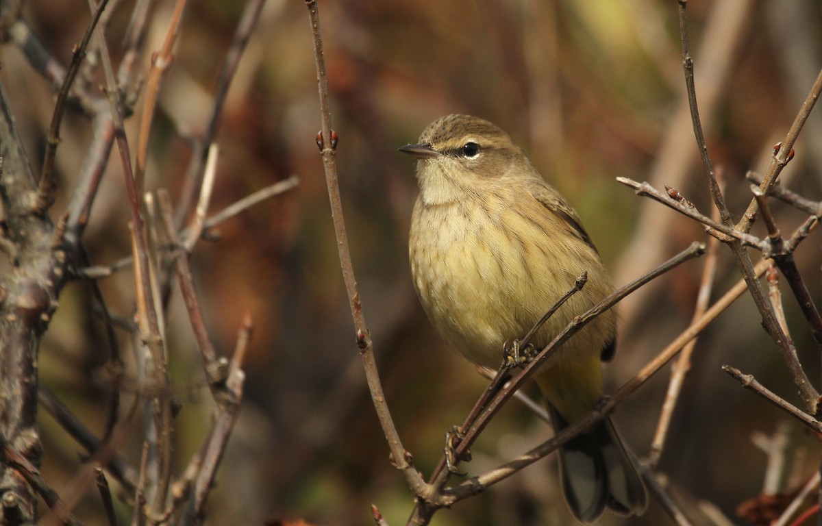 Palm Warbler (Western) - ML40926241