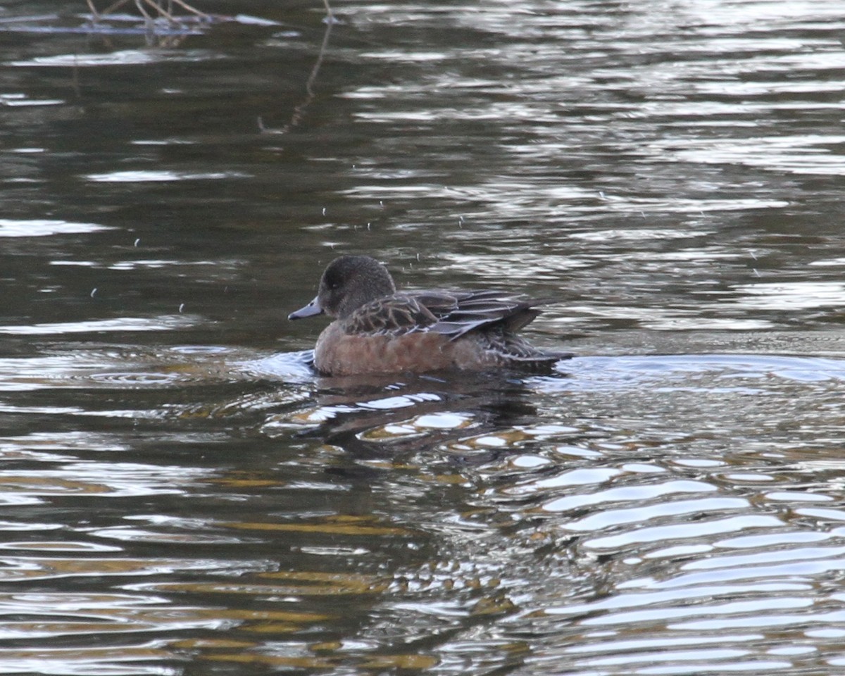 American Wigeon - ML409265031