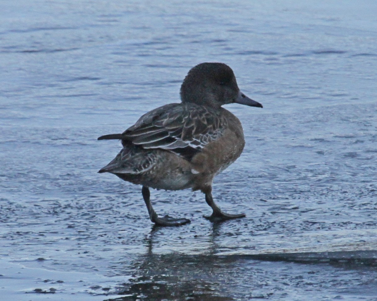 American Wigeon - ML409265041