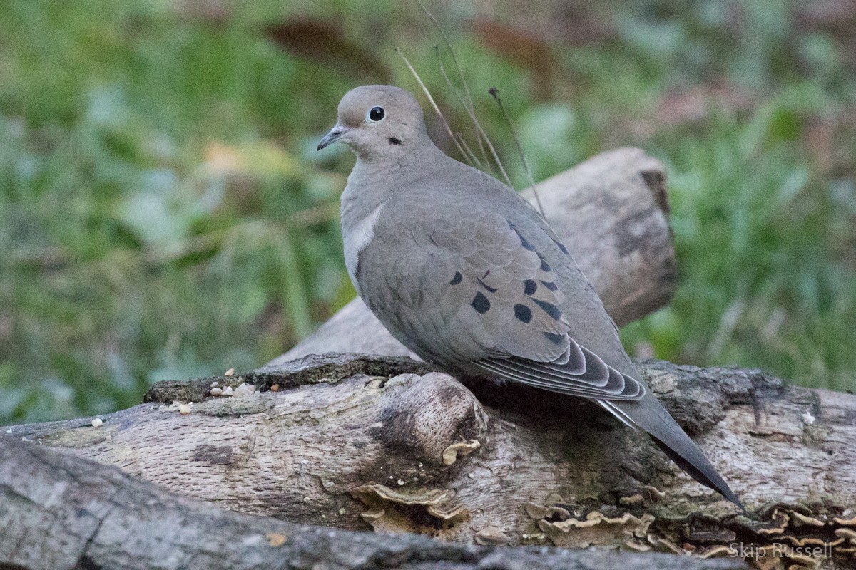 Mourning Dove - Skip Russell