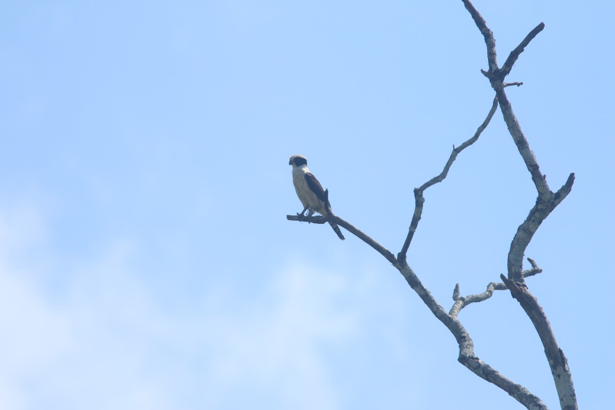 Laughing Falcon - ML409266981