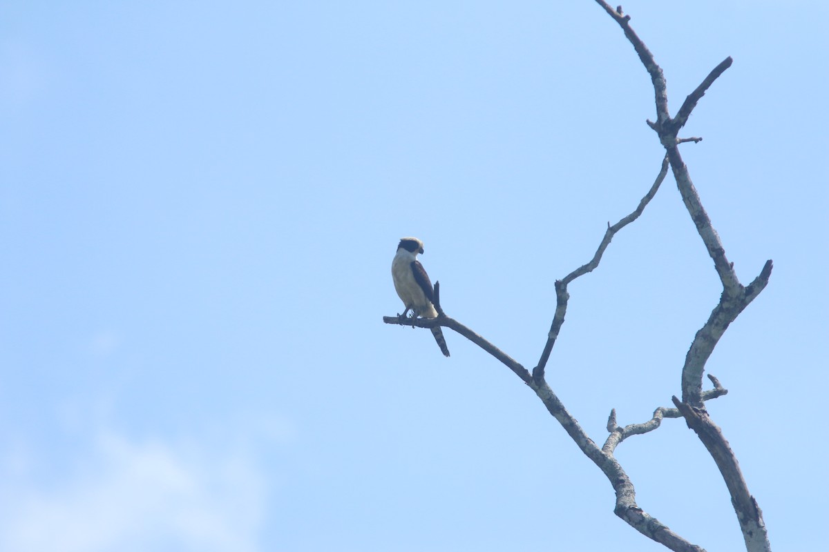 Laughing Falcon - ML409267041