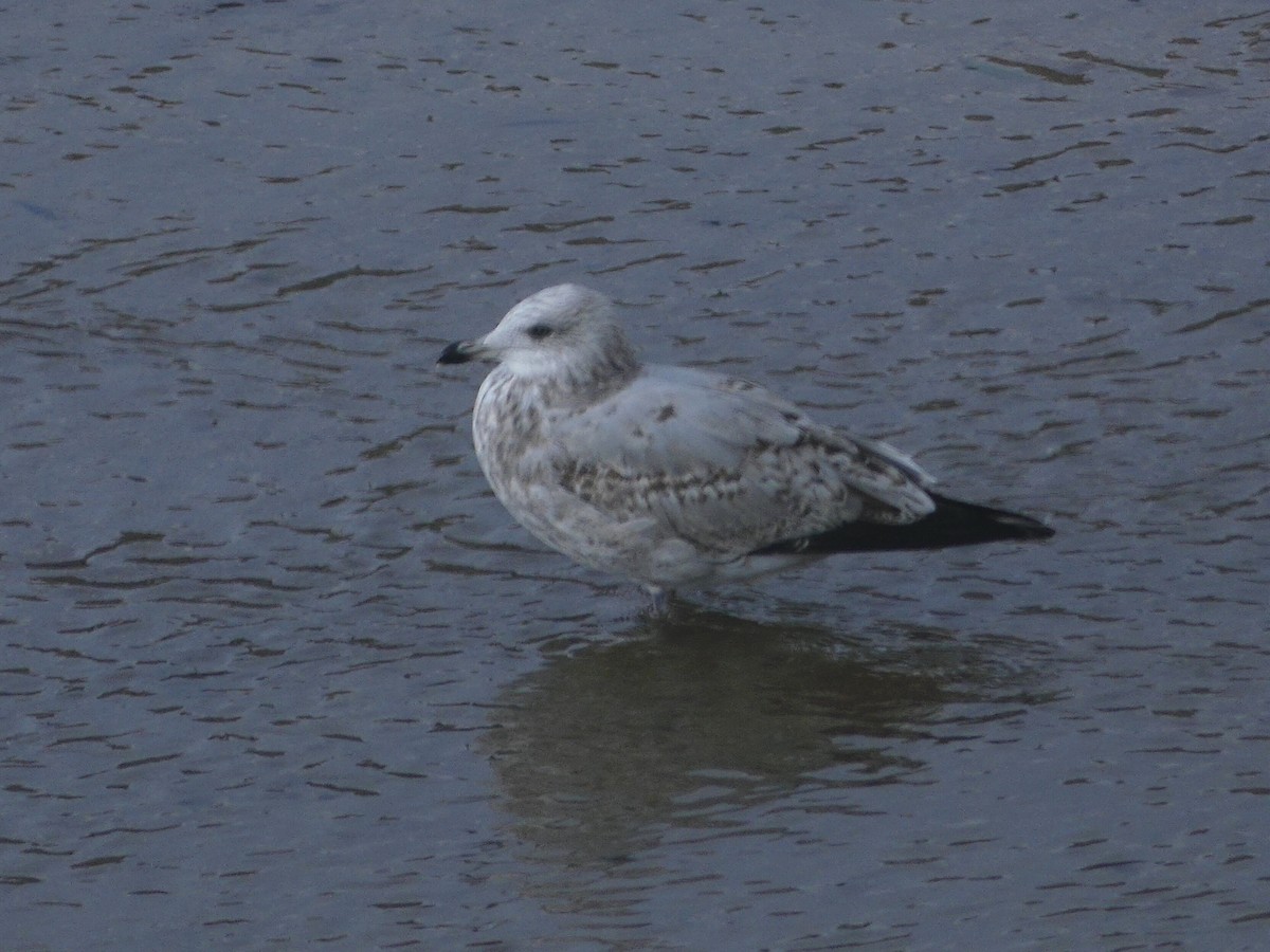 Herring Gull - Bernardo G.