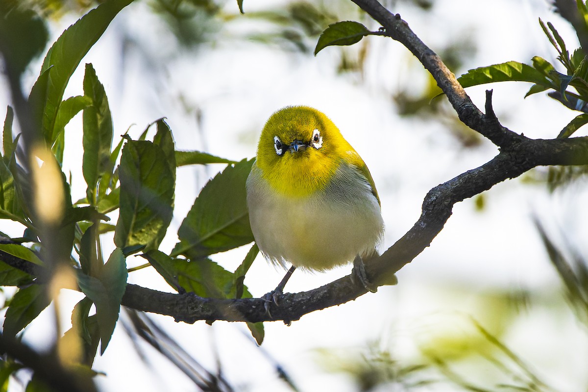 Indian White-eye - ML409267681