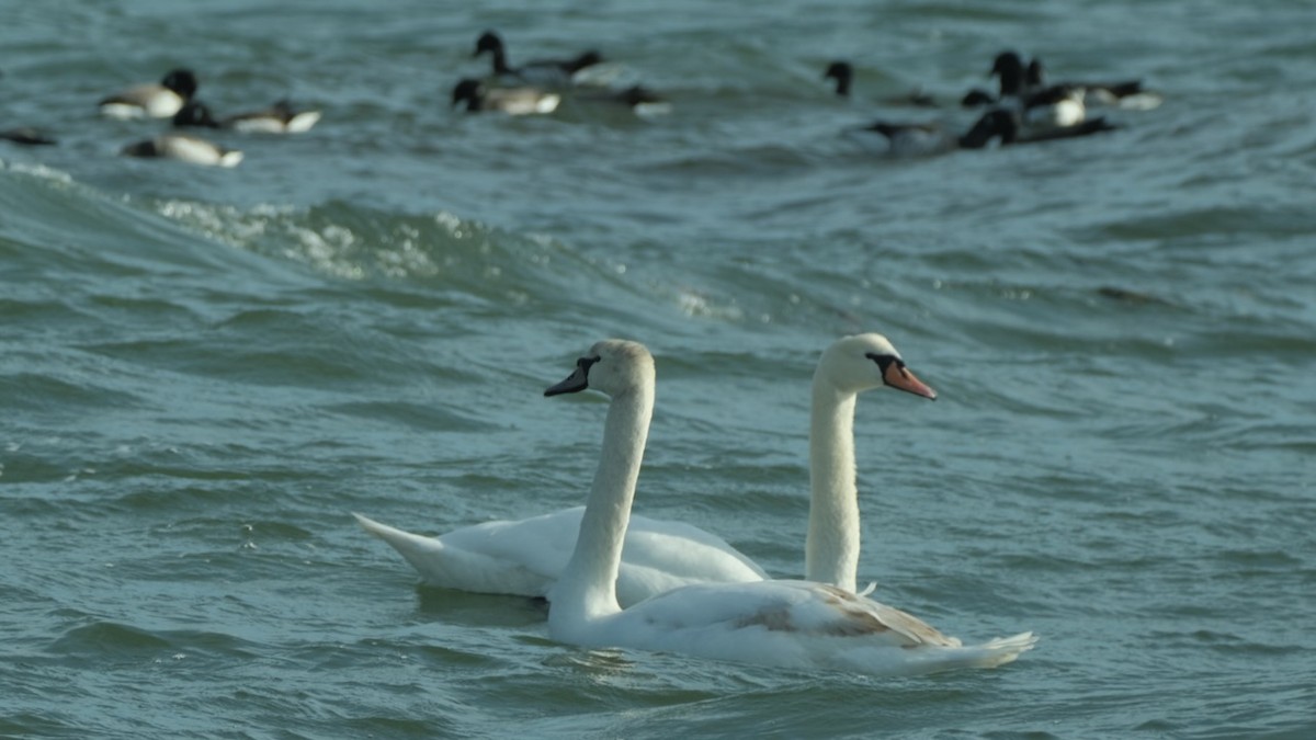 Mute Swan - ML409268821