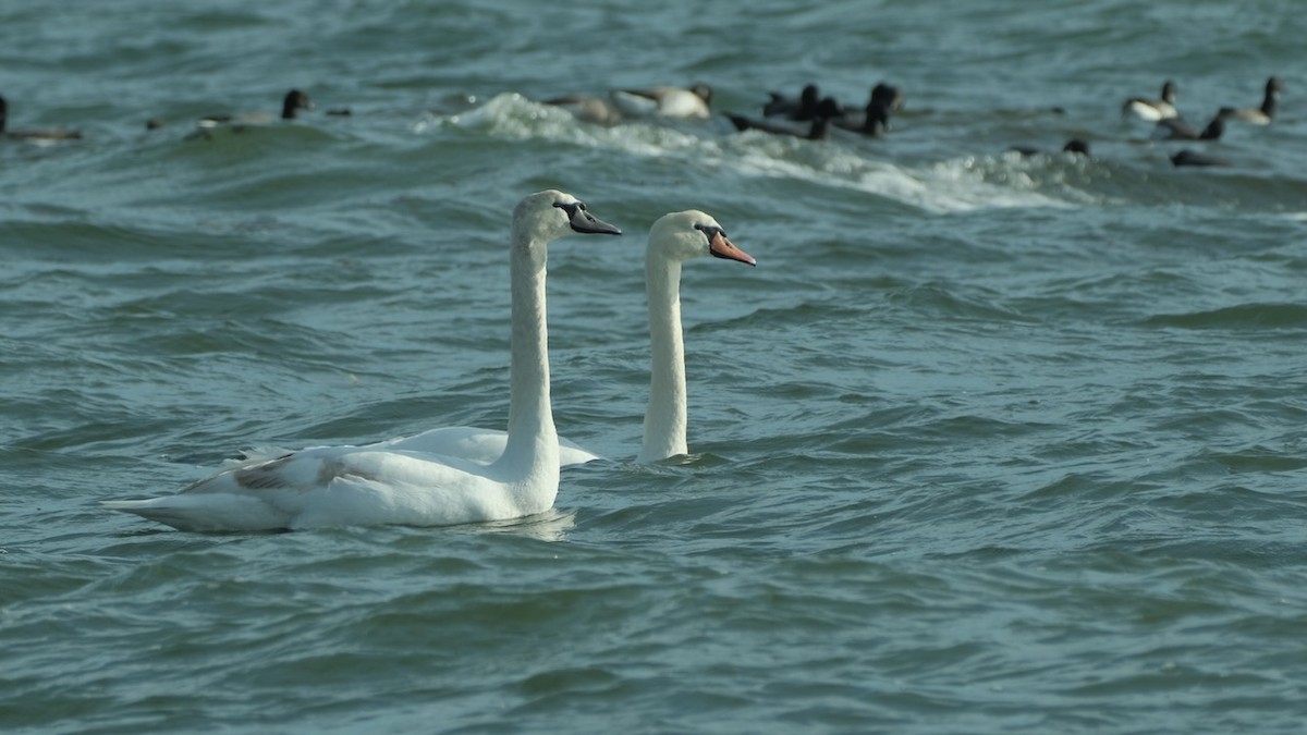 Mute Swan - ML409268831