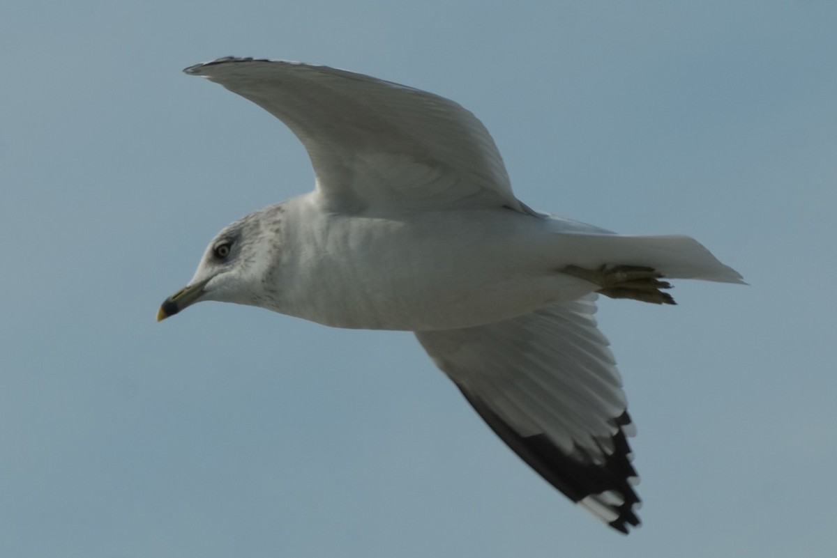 Ring-billed Gull - ML409268921