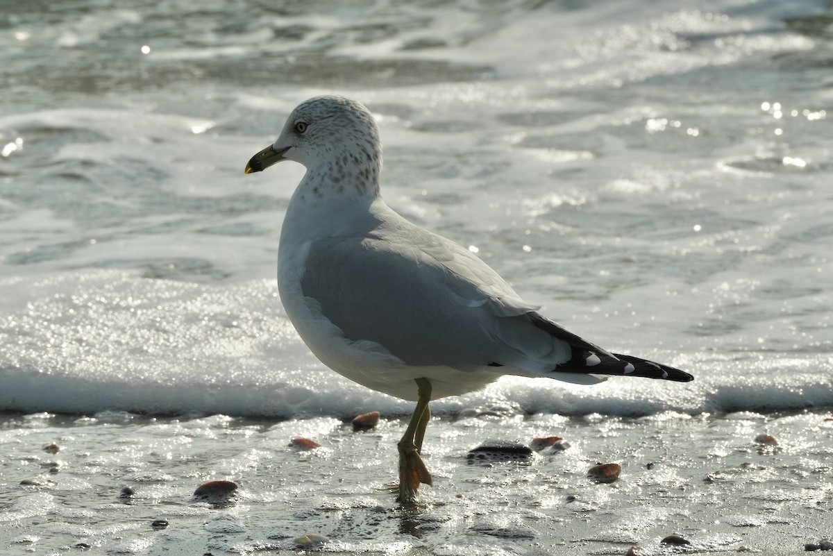 Ring-billed Gull - ML409268941