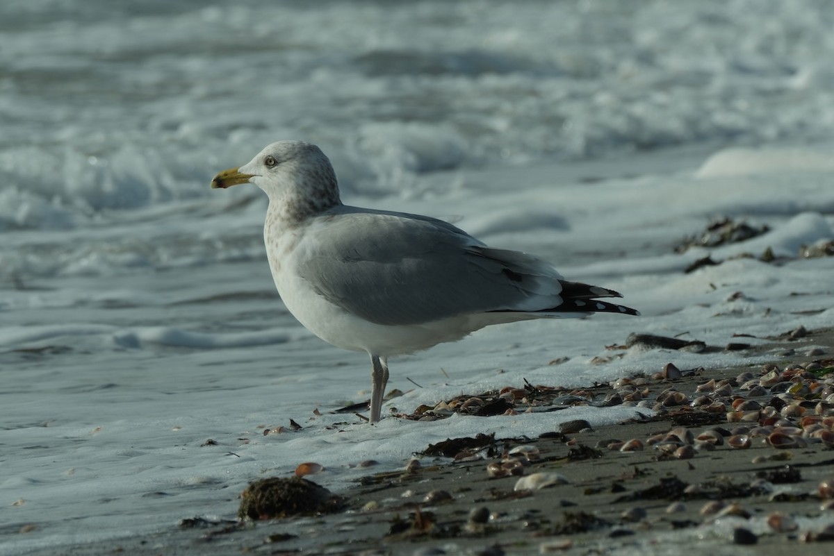 Herring Gull - ML409268951