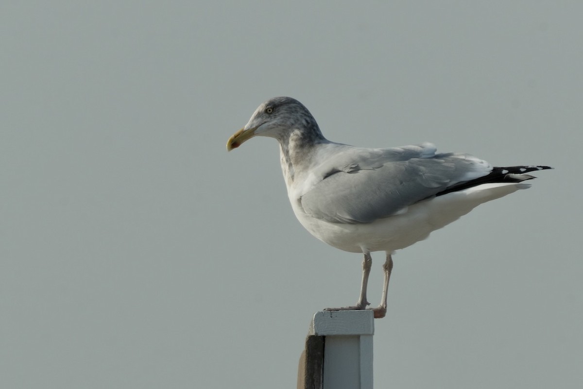 Herring Gull - Alexander Rabb