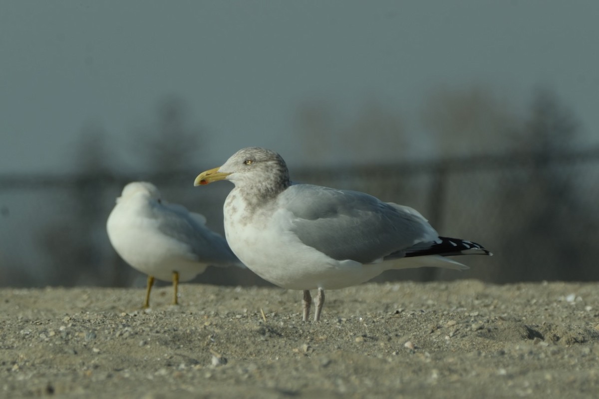 Herring Gull - ML409268971