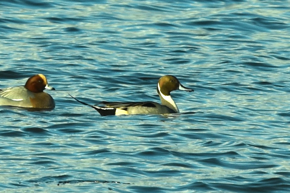 Northern Pintail - ML409270921