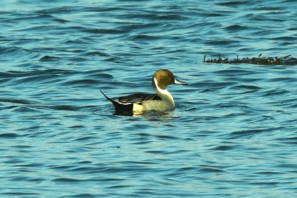 Northern Pintail - ML409270961