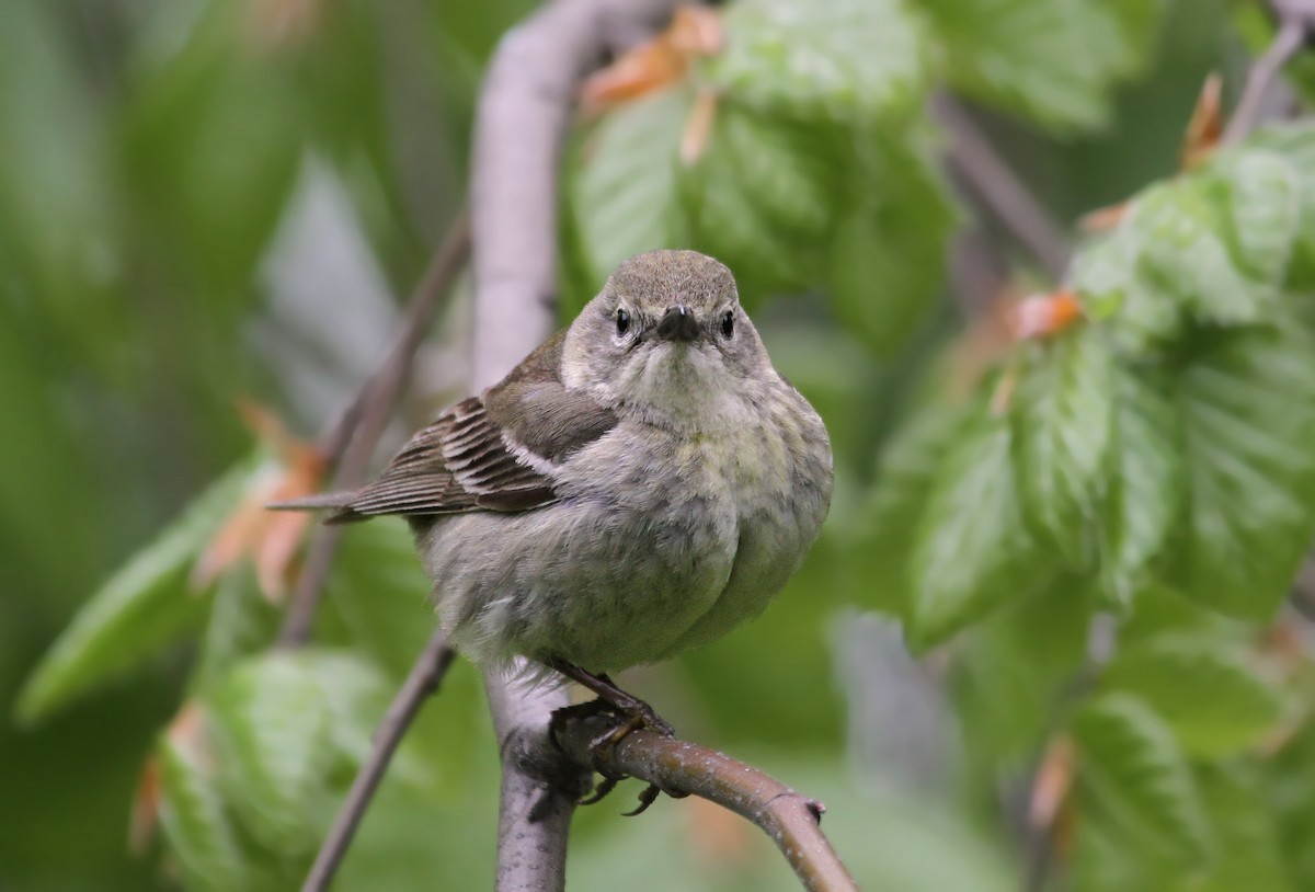 Pine Warbler - ML40927131