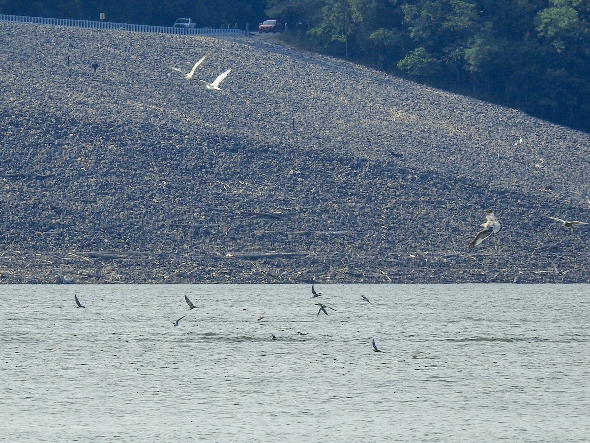 Black Tern - Reanna Thomas