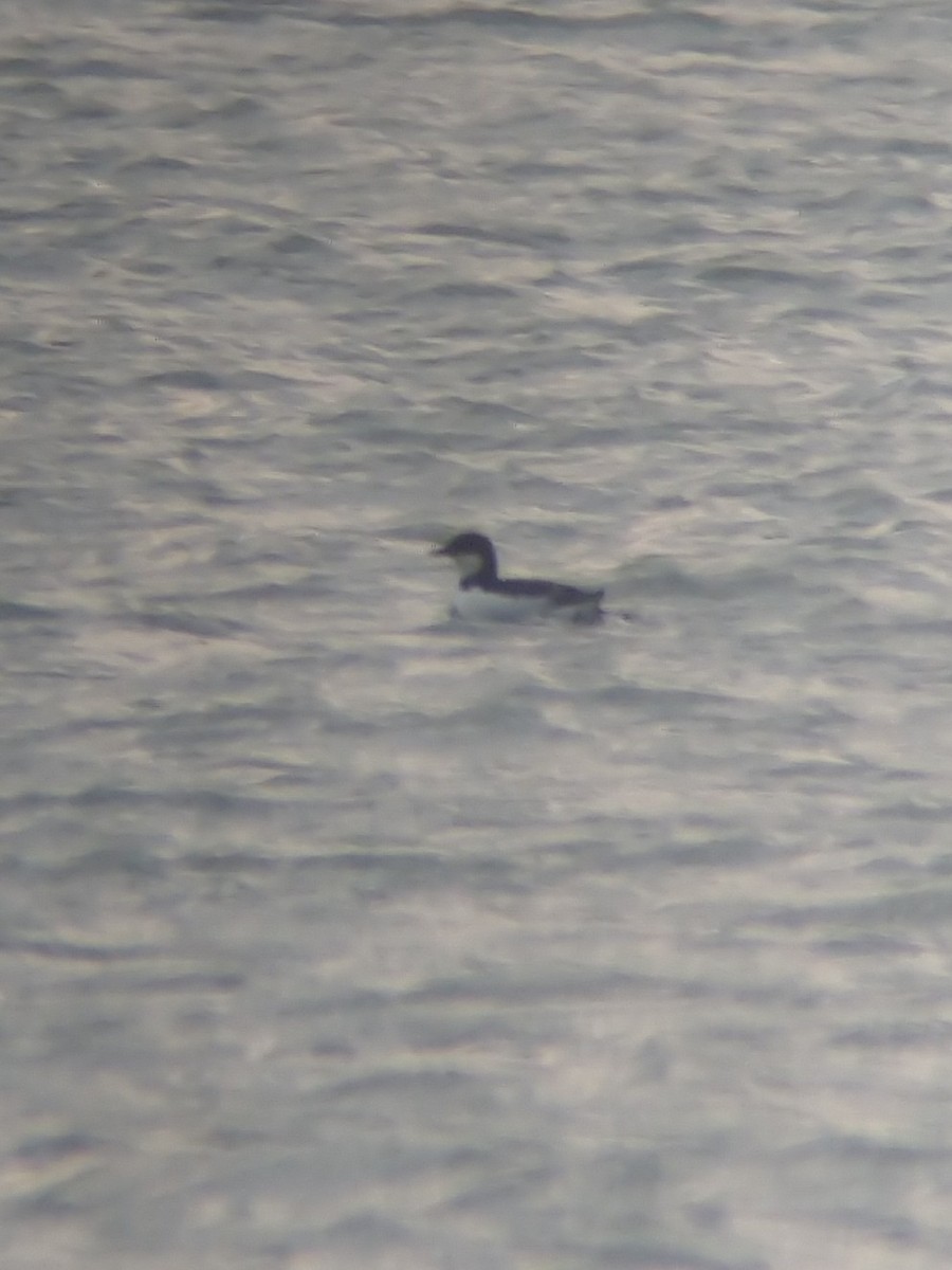 Thick-billed Murre - ML409273261