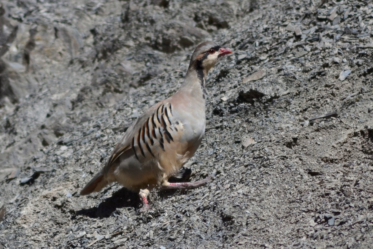 Chukar - ML409273791