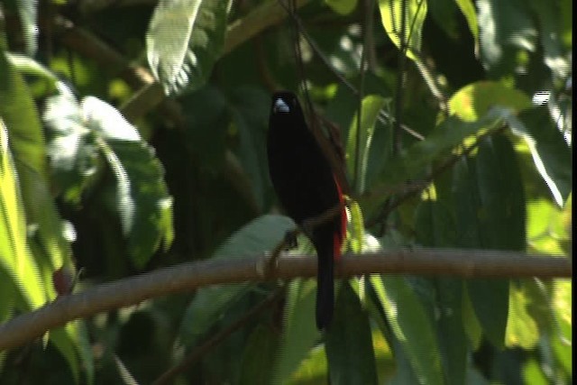 Scarlet-rumped Tanager (Passerini's) - ML409274