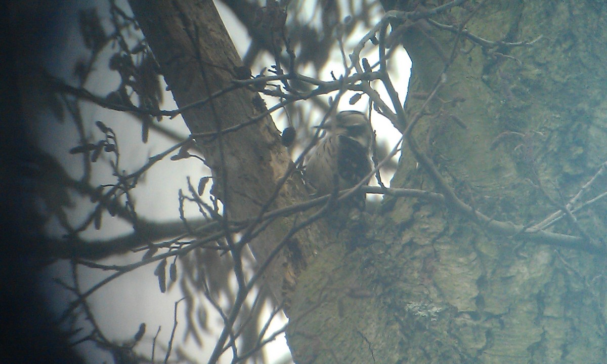Lesser Spotted Woodpecker - ML409274791