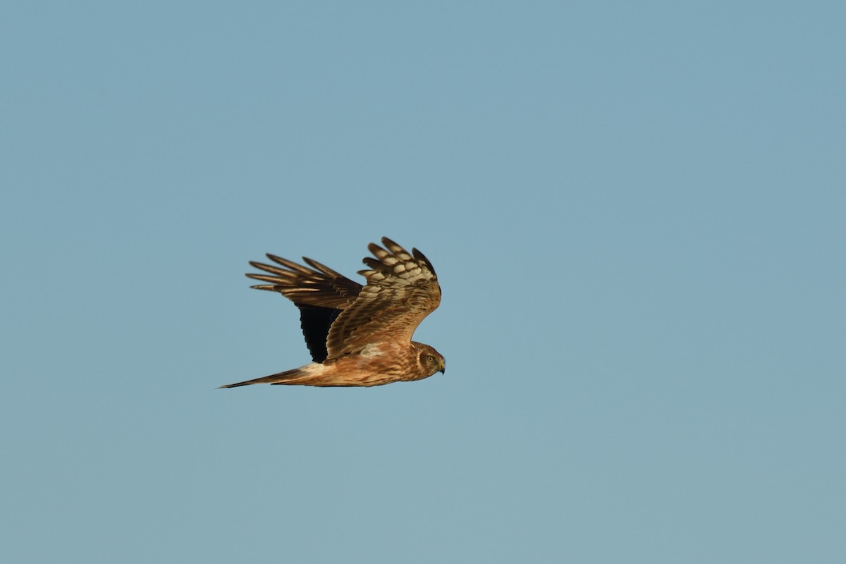 Hen Harrier - Jorge  Safara