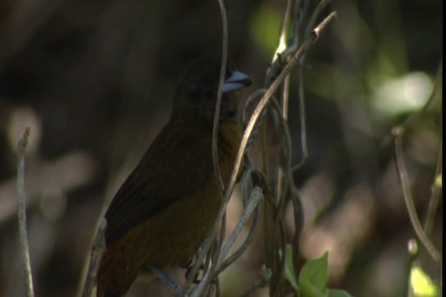 Scarlet-rumped Tanager (Passerini's) - ML409276