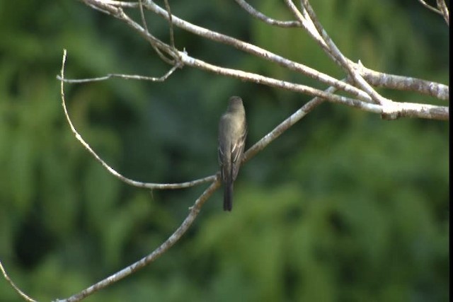 pewee sp. (Contopus sp.) - ML409277