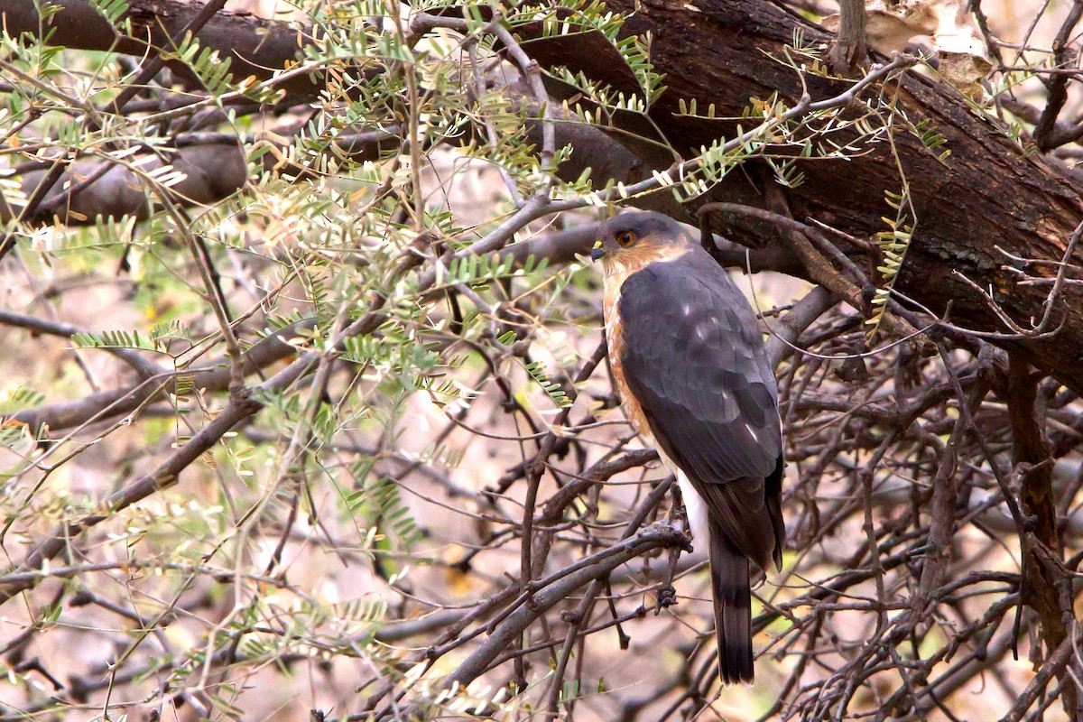 Sharp-shinned Hawk - ML409277241