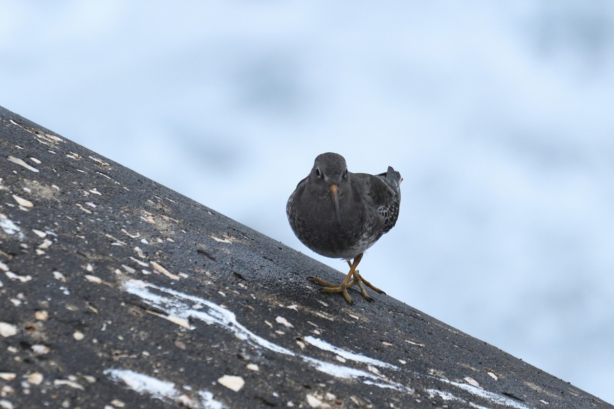 Purple Sandpiper - ML409278771