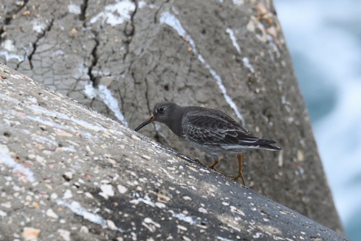 Purple Sandpiper - ML409278781