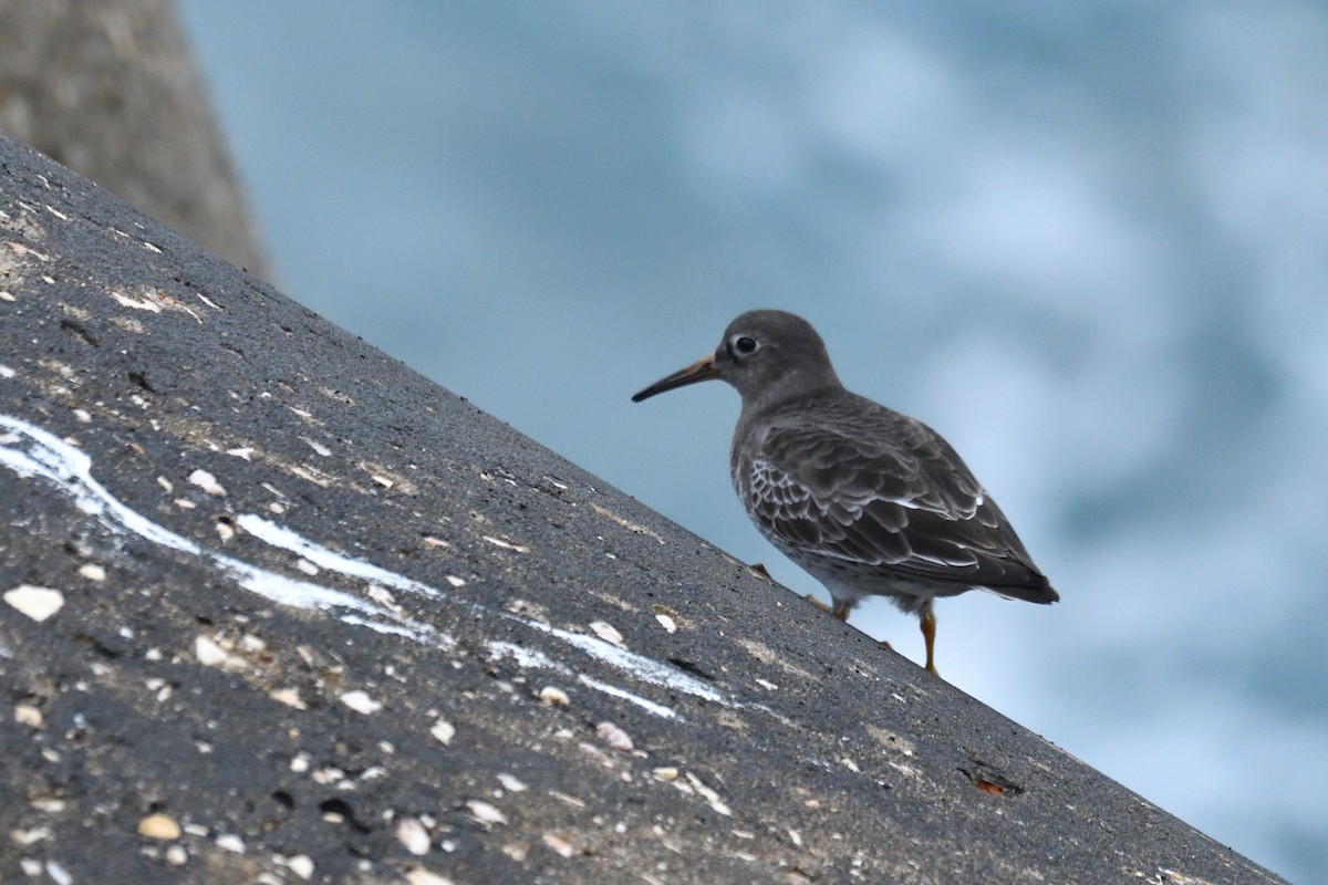 Purple Sandpiper - ML409278801