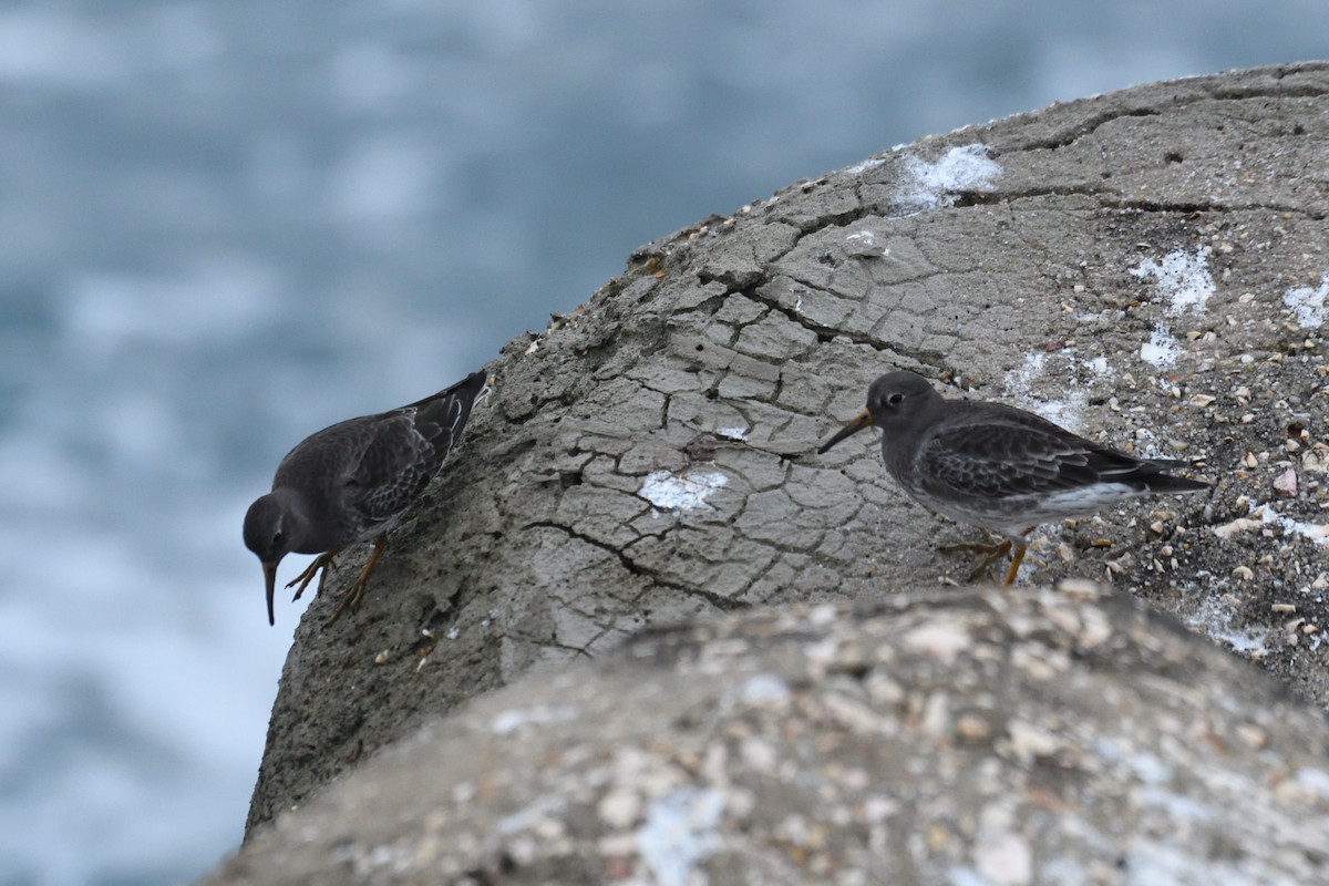 Purple Sandpiper - ML409278831