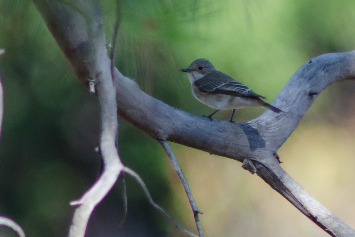 Spotted Flycatcher - ML409280071