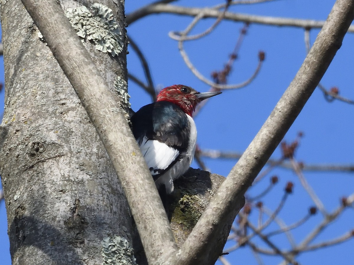 Red-headed Woodpecker - ML409281621