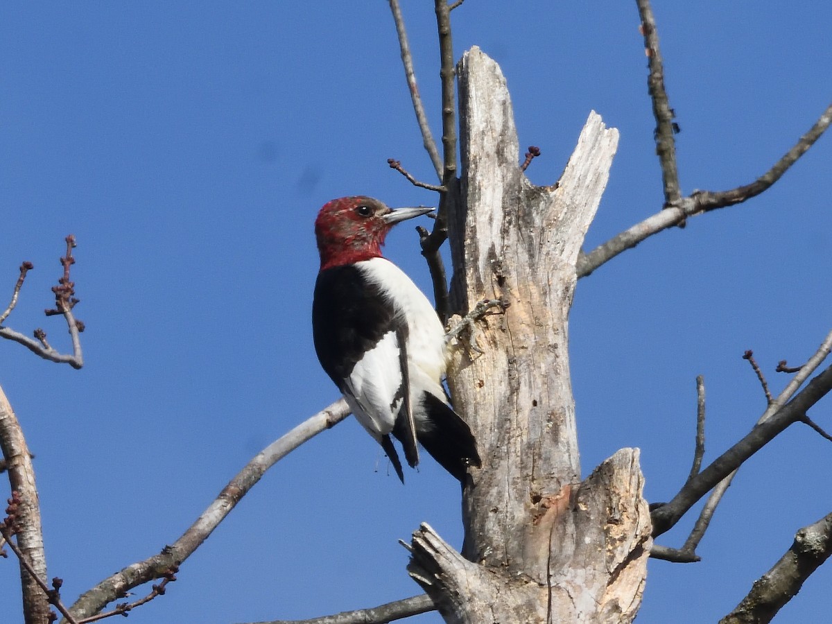 Red-headed Woodpecker - ML409281731