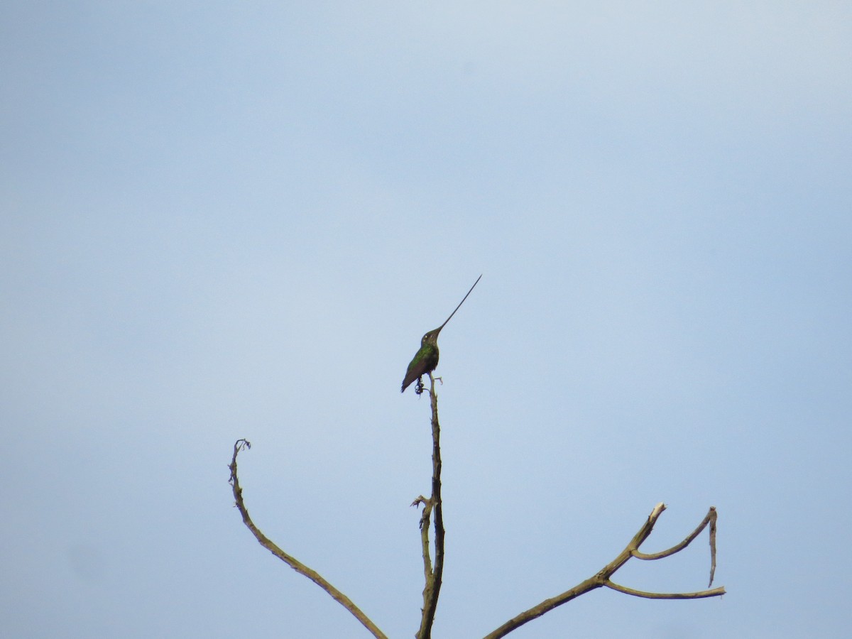 Sword-billed Hummingbird - ML409283441