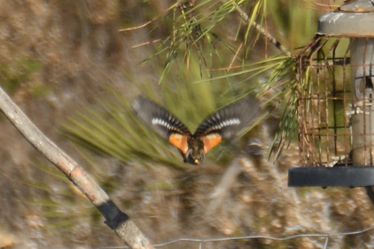 Brambling - Jorge  Safara