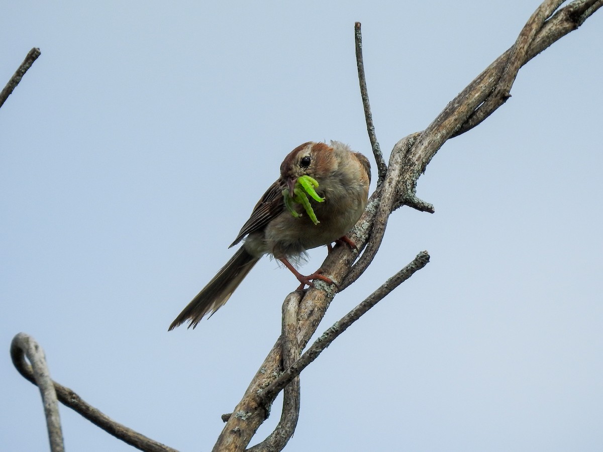 Field Sparrow - ML409283921