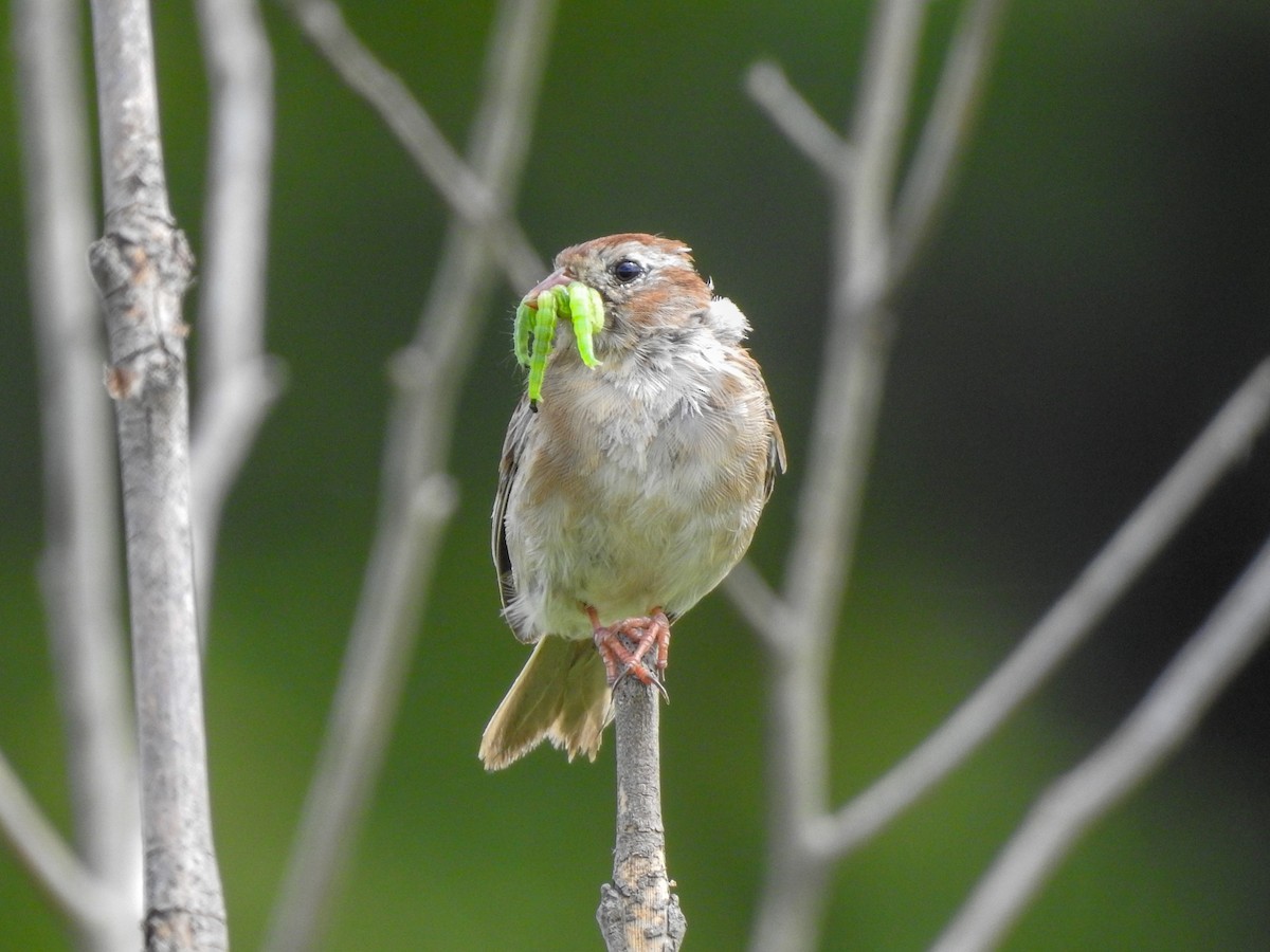 Field Sparrow - ML409283961