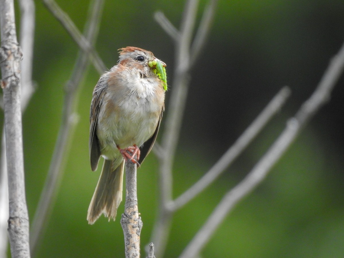 Field Sparrow - ML409283991