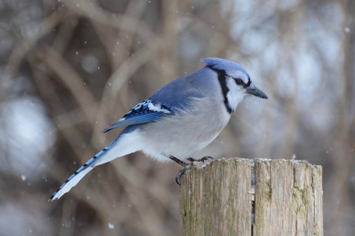 Blue Jay - ML409284611