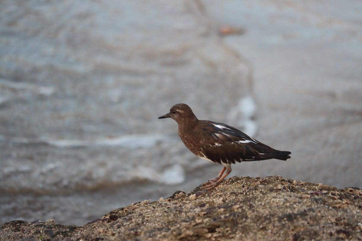 Black Turnstone - ML409285821