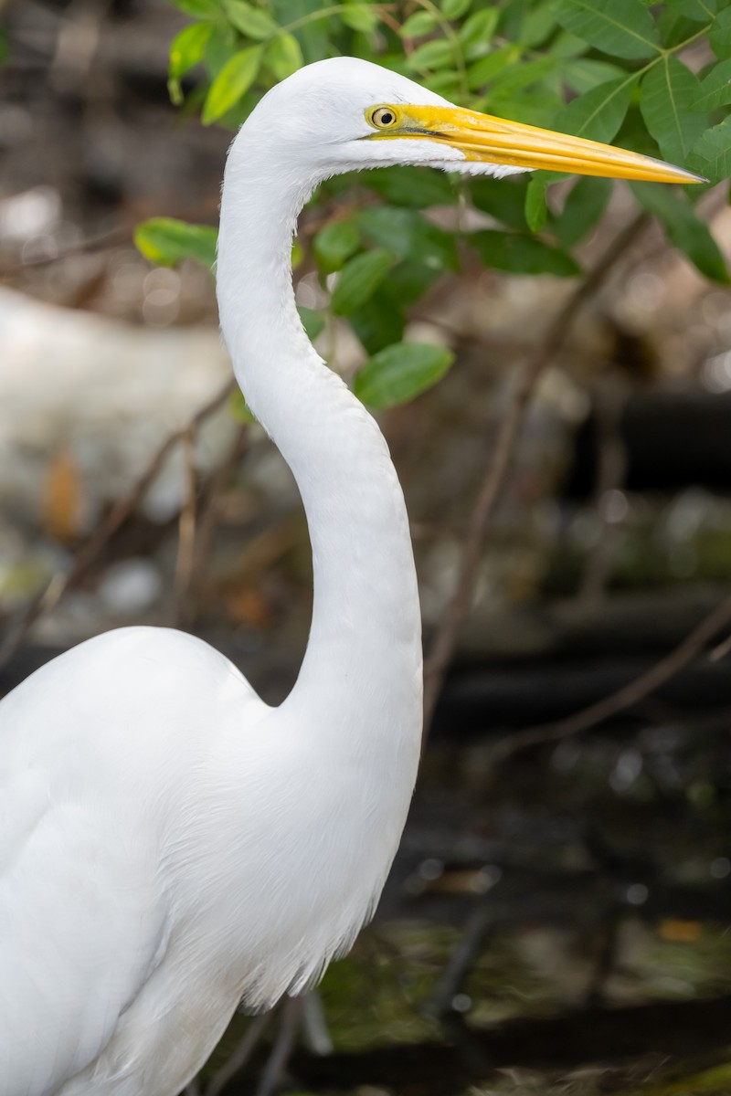 Great Egret - Ron Buening